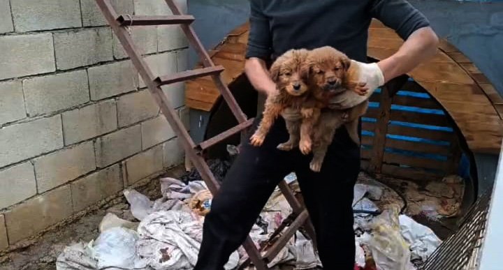 Gaziantep'te, 15 yavru köpek ağzı bağlanan çuvallara koyulup terk edildi