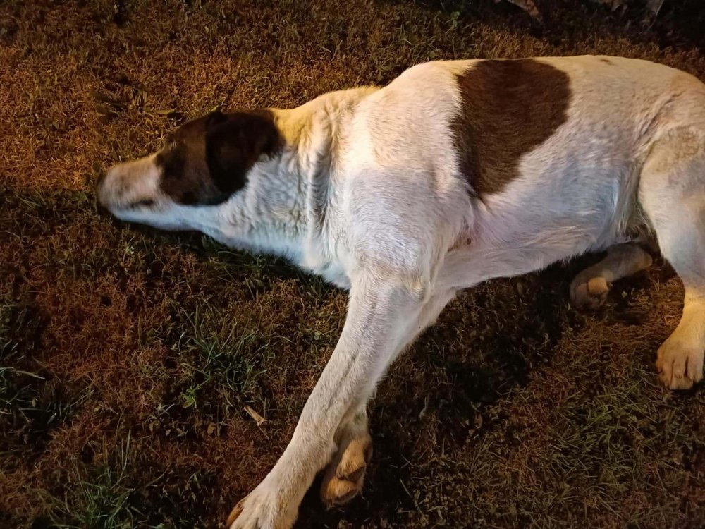 Farklı noktalarda 13 köpek zehirlendi; 11'i öldü