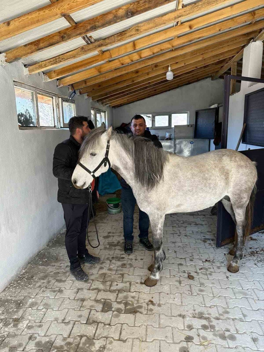 Konya'daki atlar tarandı