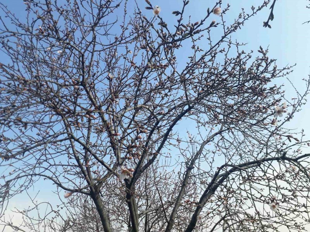 Konya’da badem ağaçları çiçek açtı