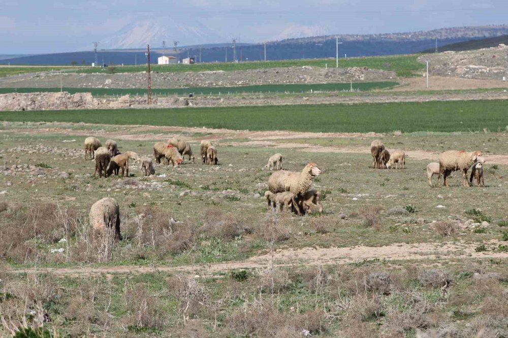 Havalar ısındı Konya'da koyunlar meralara çıktı