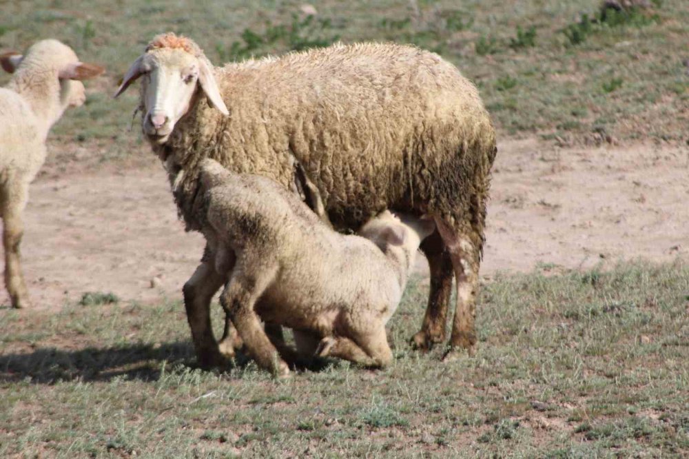 Havalar ısındı Konya'da koyunlar meralara çıktı