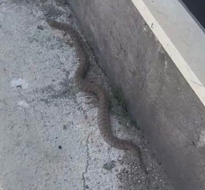 Isırığı hayattan koparıyor: 2 metrelik engerek yılanı görüntülendi