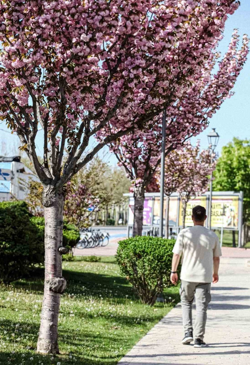 Konya’da sakura ağaçları görenleri hayran bırakıyor