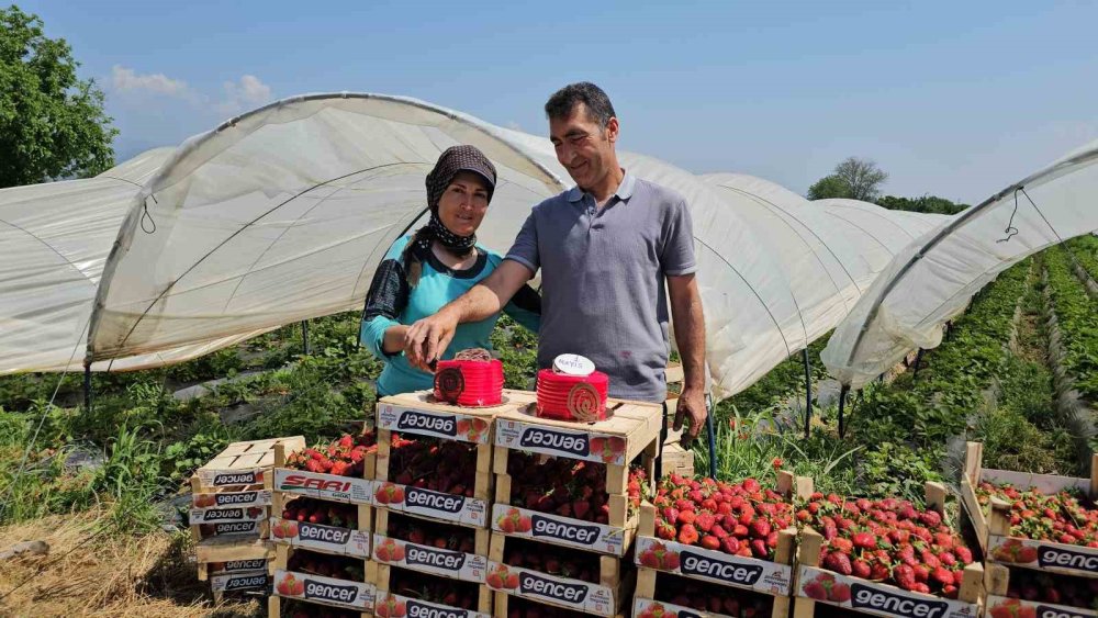 İşçi bayramını meydanda değil, tarlada pasta keserek kutladılar