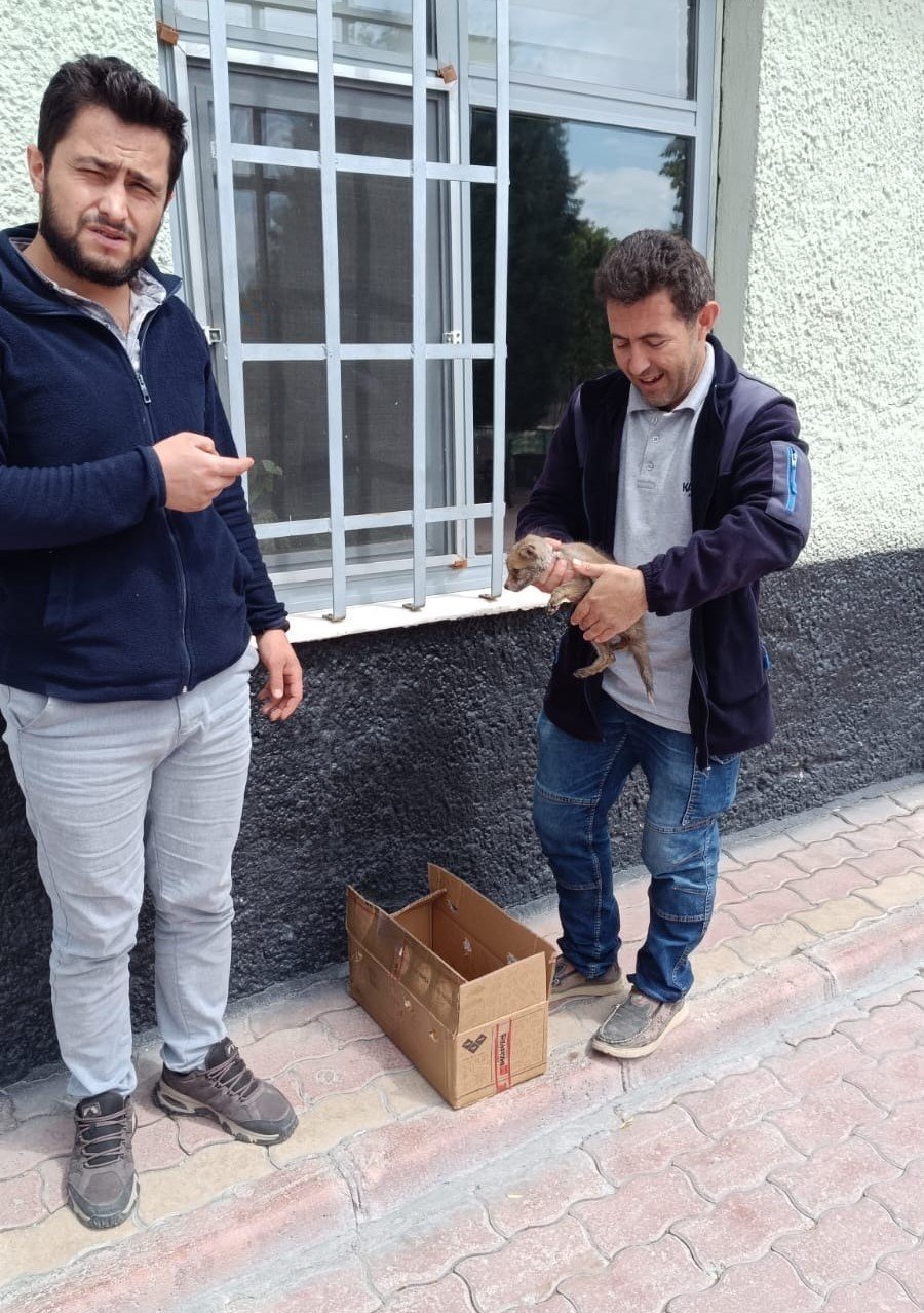 Konya'da tilki yavrusu koruma altına alındı