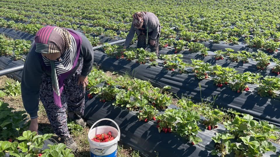 Konya'nın ilçesinde çilek bahçelerinde hasat mesaisi