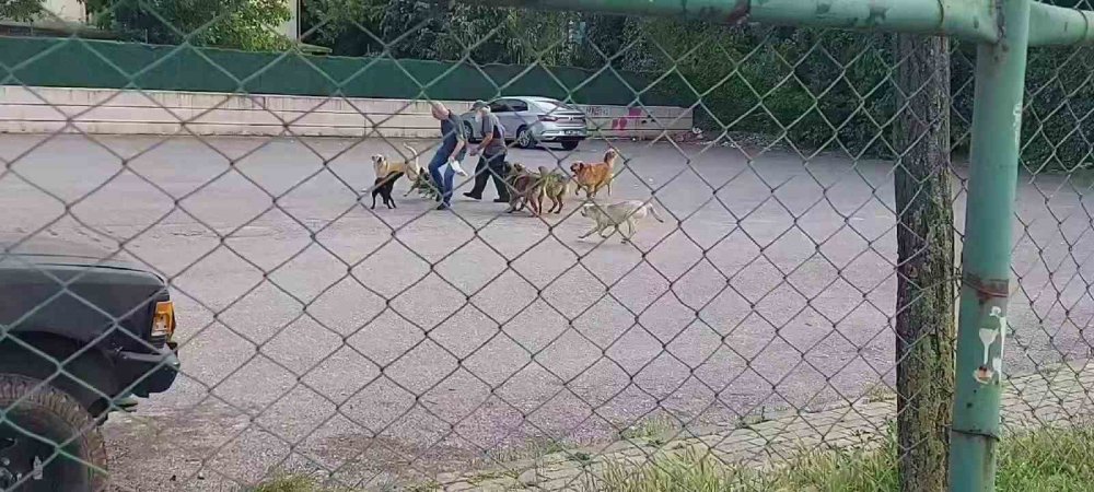 Sokak ortasında 10 köpeğin saldırısına uğradı