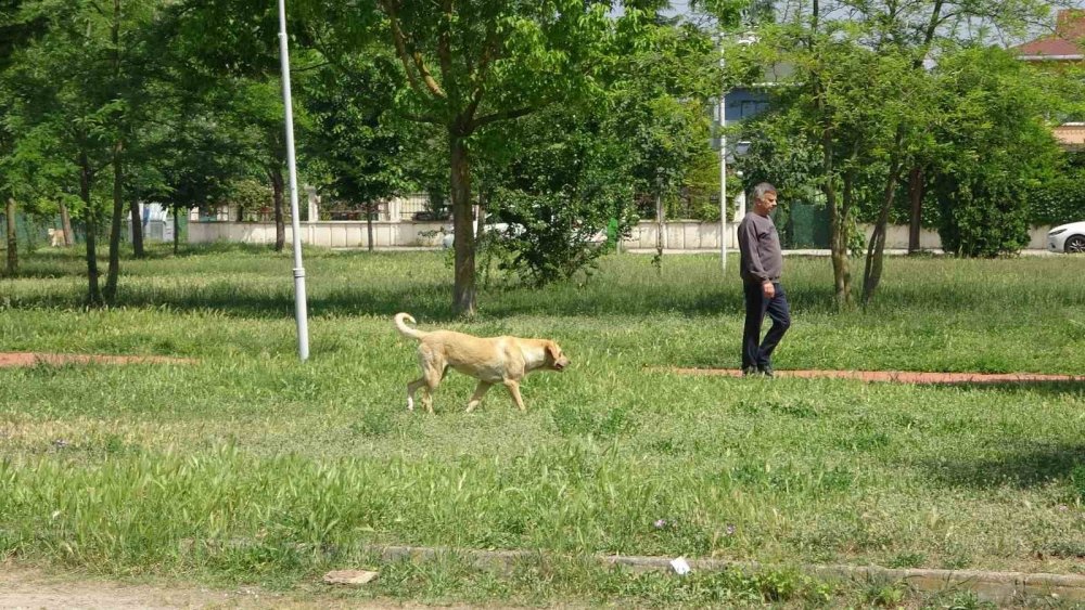 Sokak ortasında 10 köpeğin saldırısına uğradı