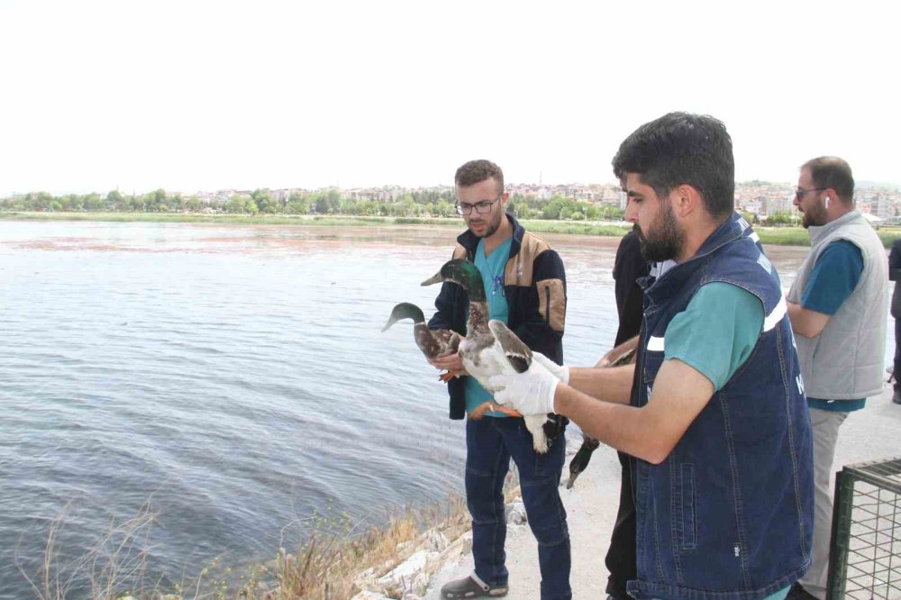 Yaban ördekleri Beyşehir Gölü’ne salındı