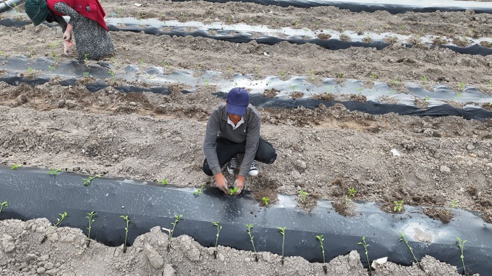 Konya'da yerli tohumlar toprakla buluştu