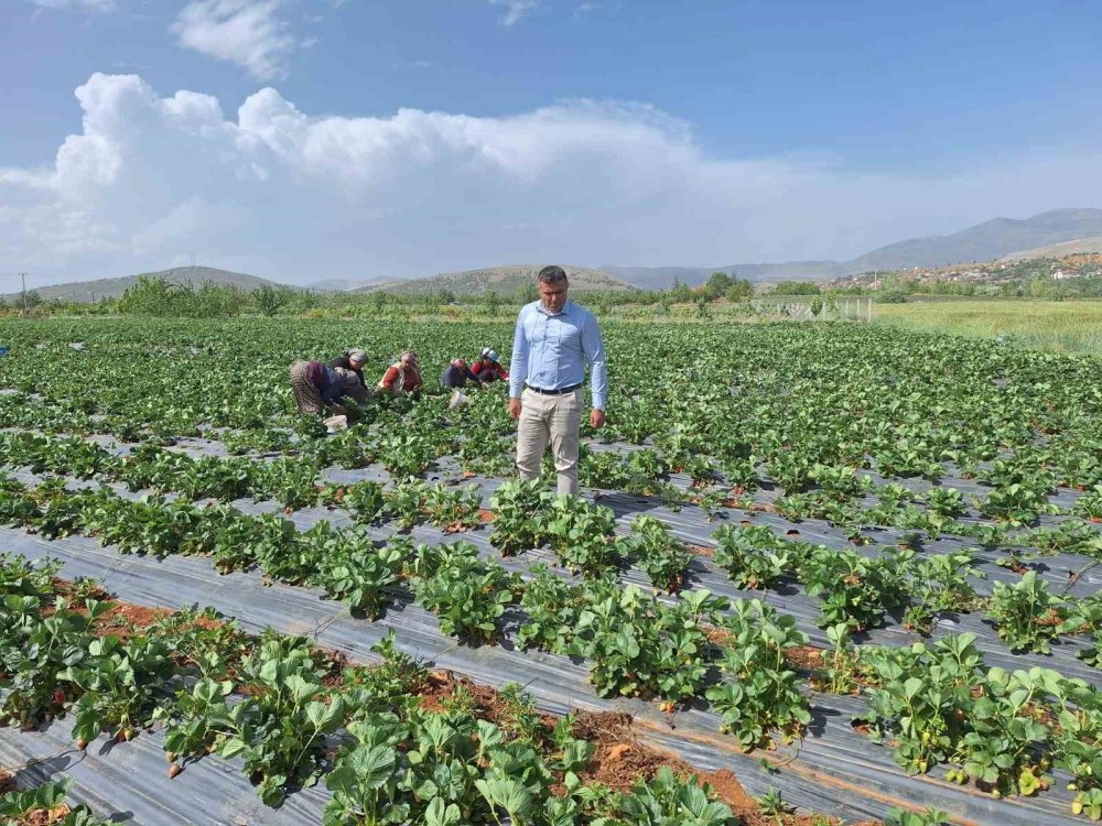 Son yağışlar Konyalı çiftçilerin yüzünü güldürdü