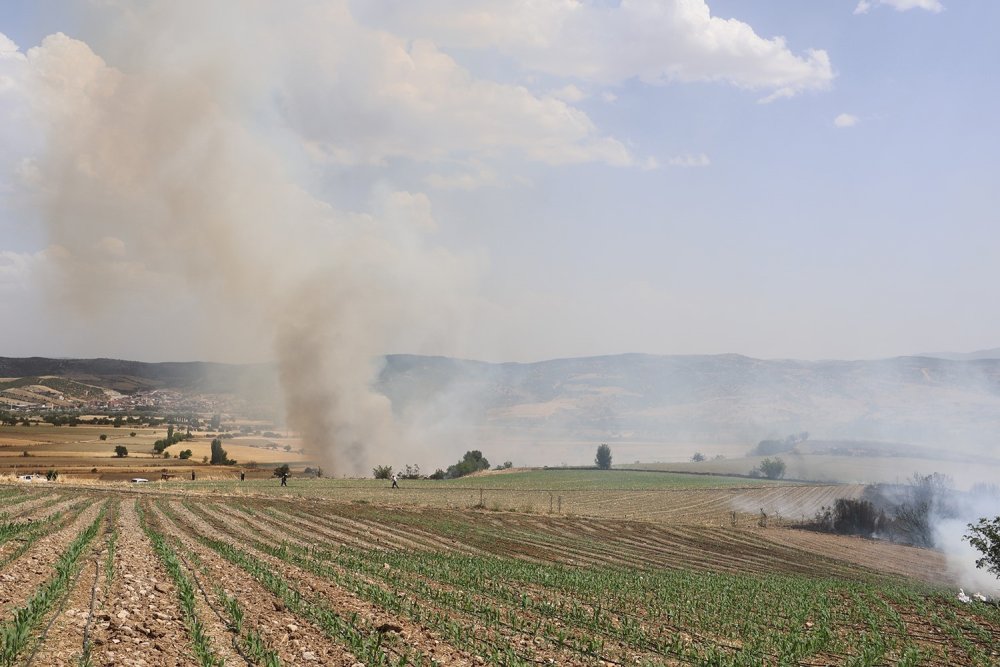 100 dönüm arazi küle döndü