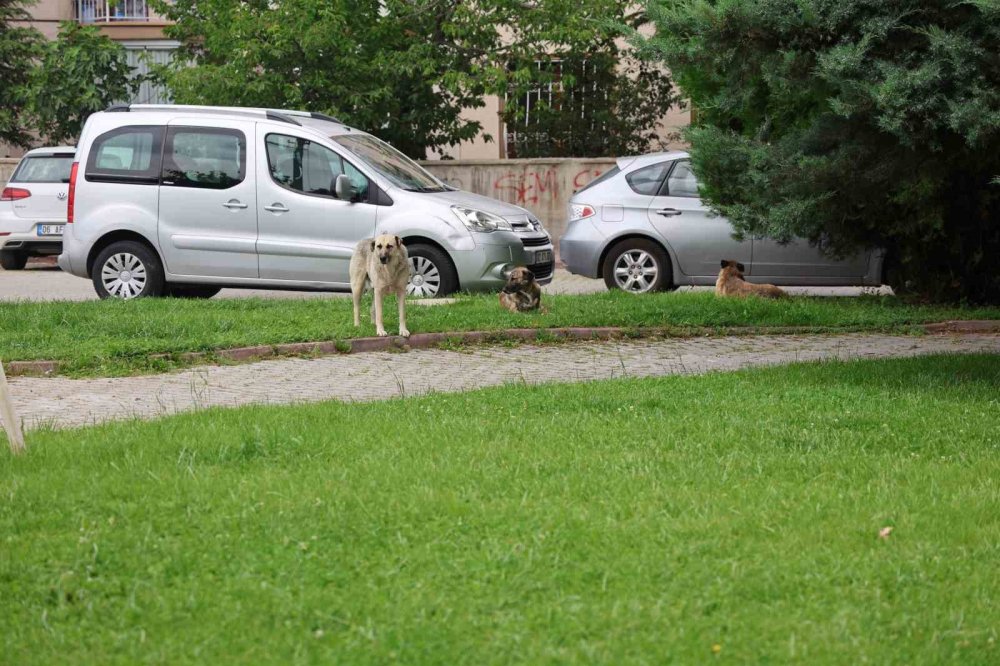 Konya merkezdeki parkta genç kızı köpek ısırdı