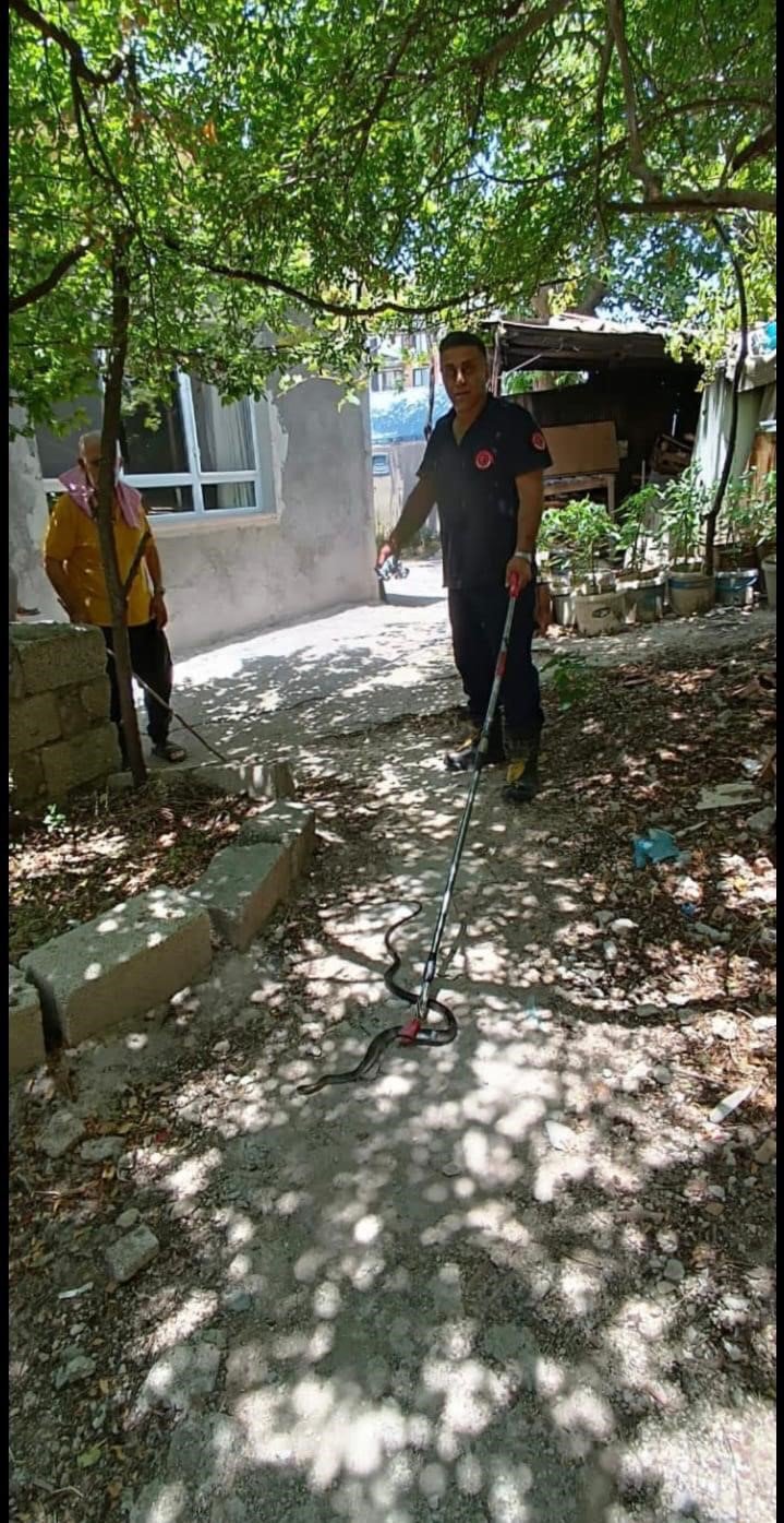 Sıcaklar arttı, onlar ortaya çıktı