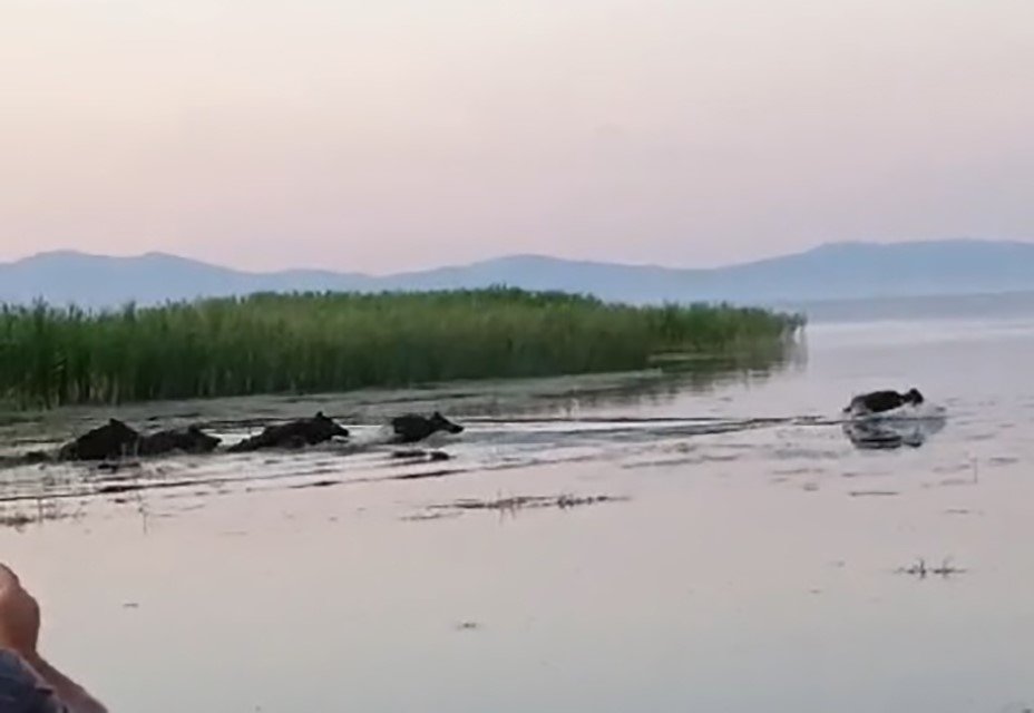 Konya'da sürüyle görüntülendiler! Hem tedirgin etti hem de şaşkına çevirdiler