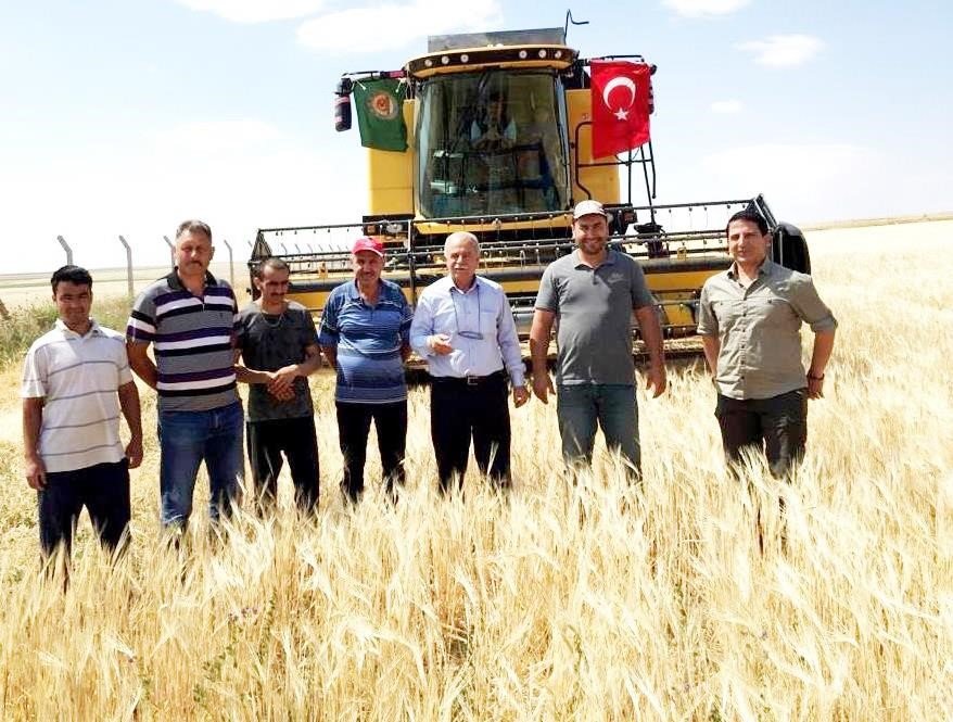 Konya'nın ilçesinde hasat başladı