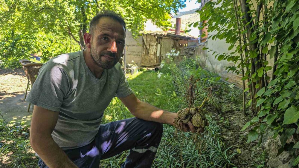 Dertlere derman çiçek! Kolonyası baş ağrısını gideriyor, sabunu gençleştiriyor