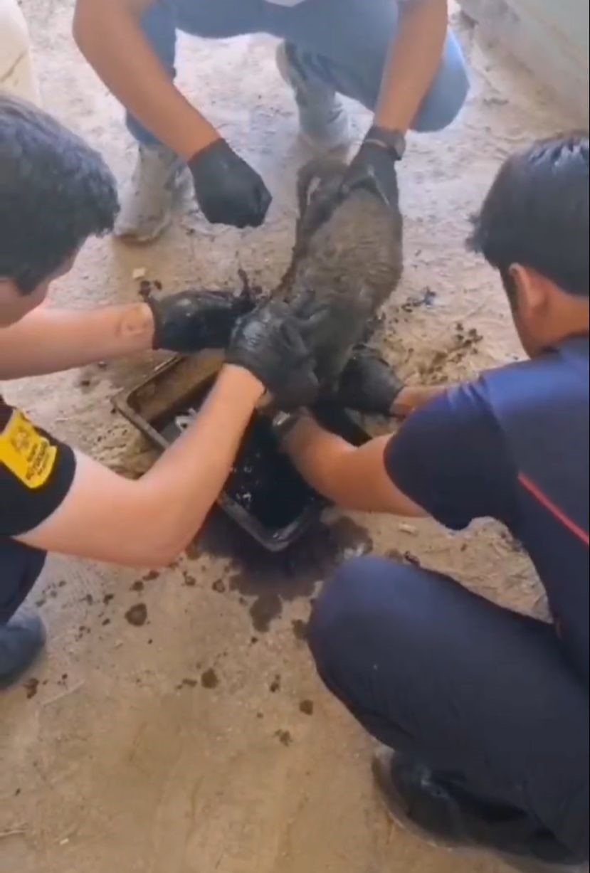 Konya'da 2 yavru köpek ziftte bulandı