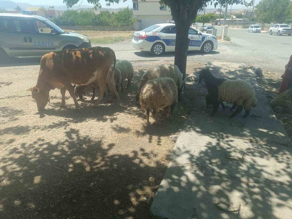 Başıboş hayvanların sahiplerine ceza kesildi