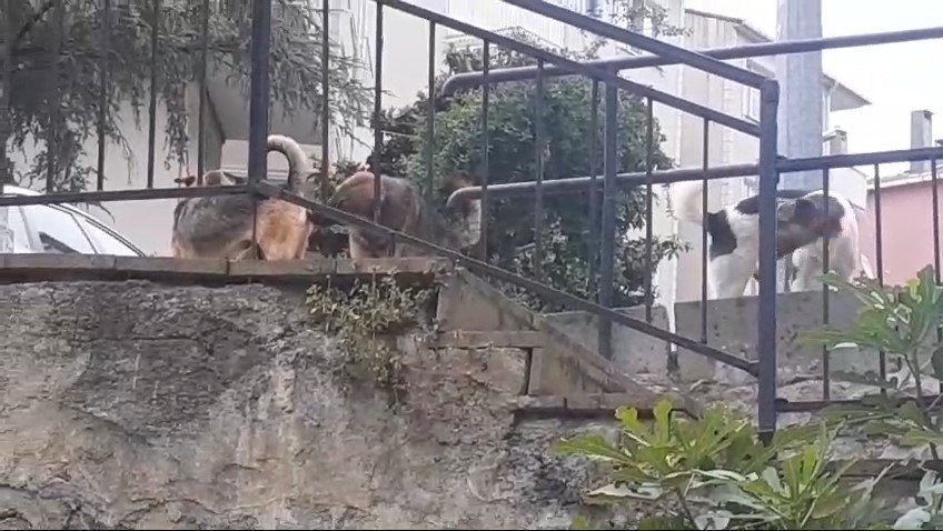 Başıboş köpeklere müdahale etmeyen belediyeye tepki