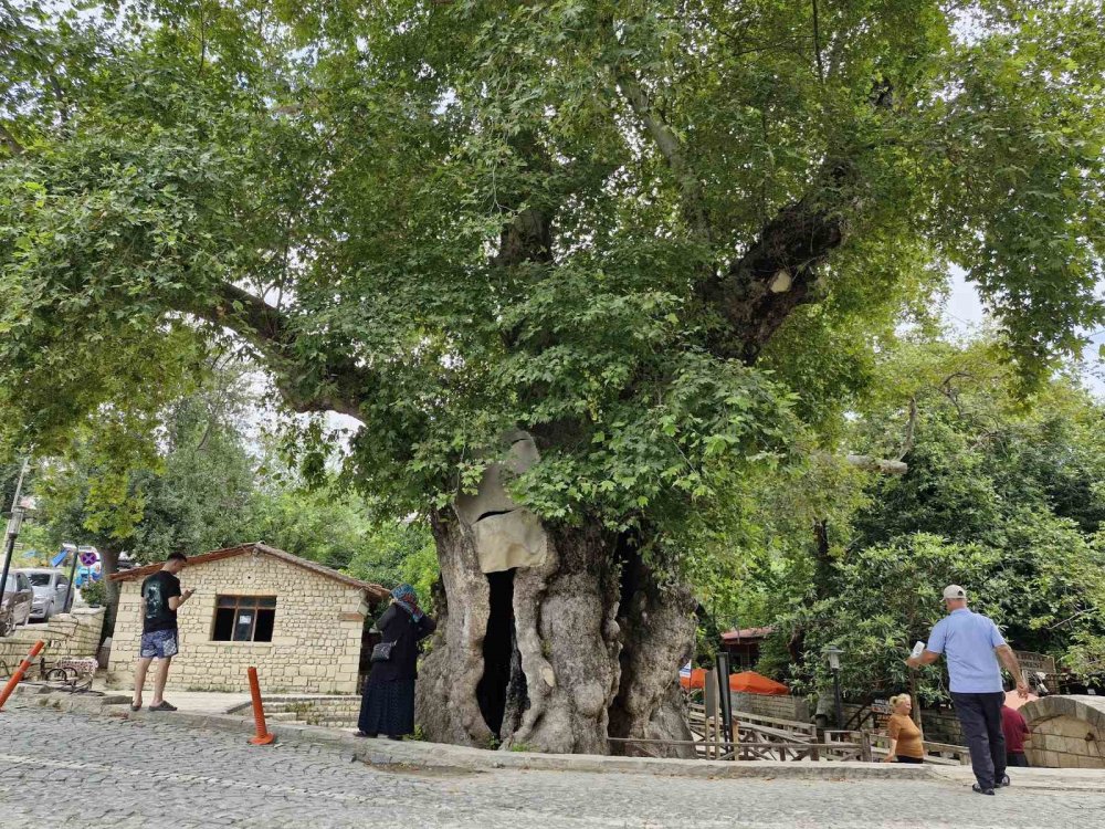 3 bin yıllık "Musa Ağacı" dev cüssesiyle ilgi uyandırıyor