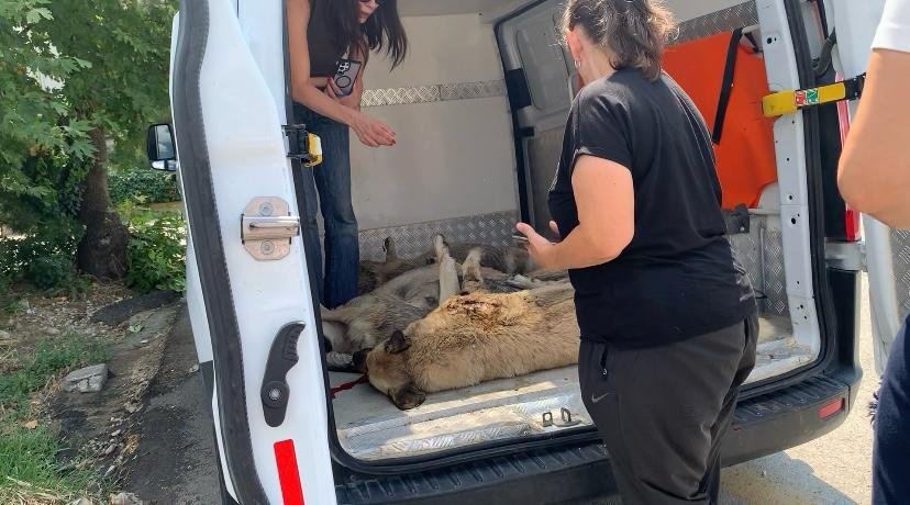 Ankara'da üzerlerine yıldırım düşen 6 köpek öldü