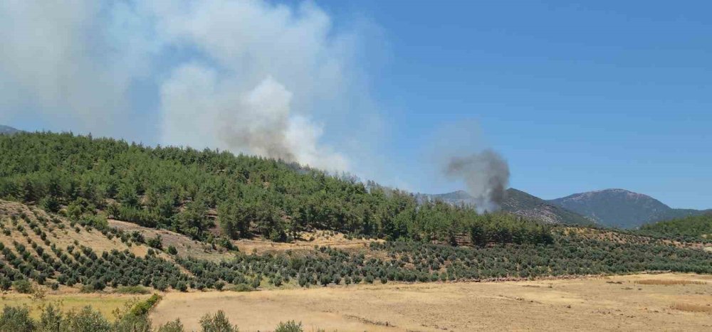 Hatay’da orman yangını