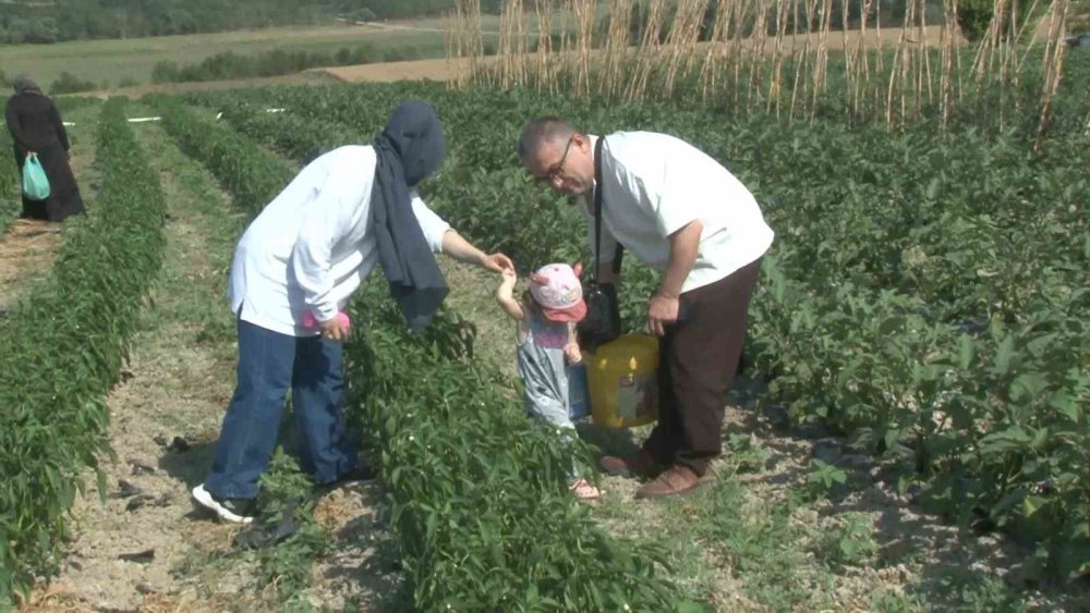 İstanbul bu tarlaya akın ediyor!
