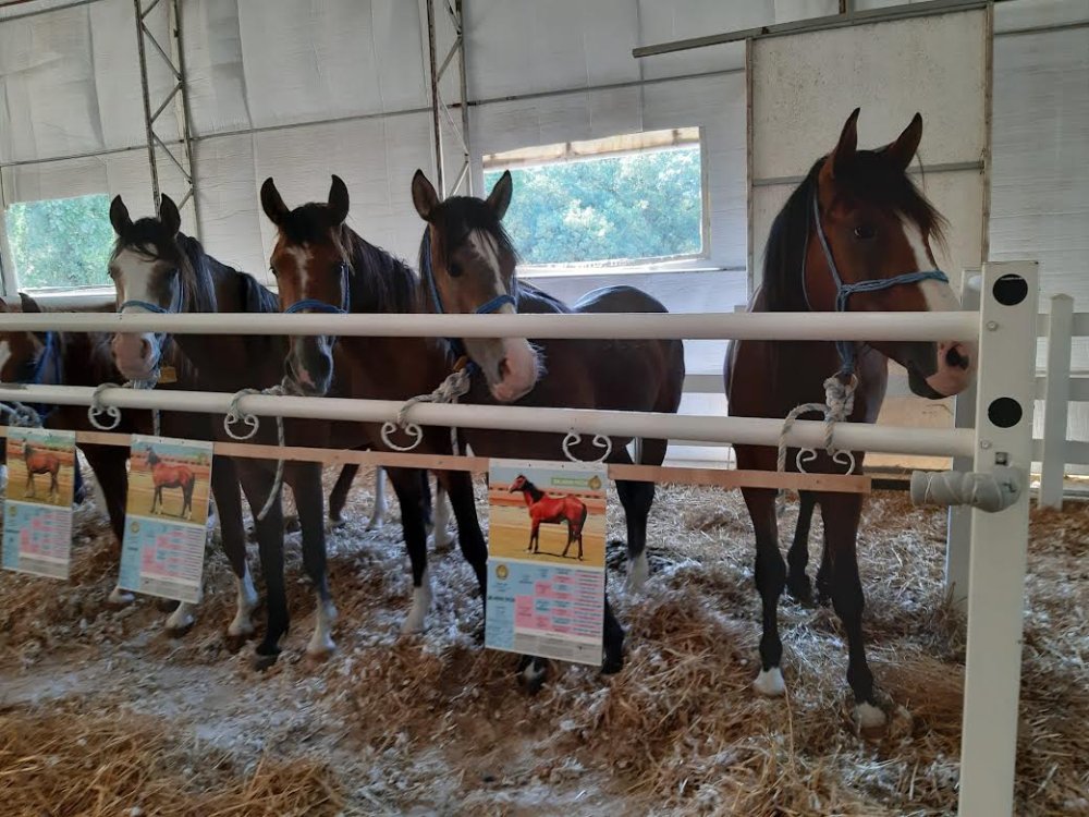 Bu taylar ev fiyatına alıcı buldu