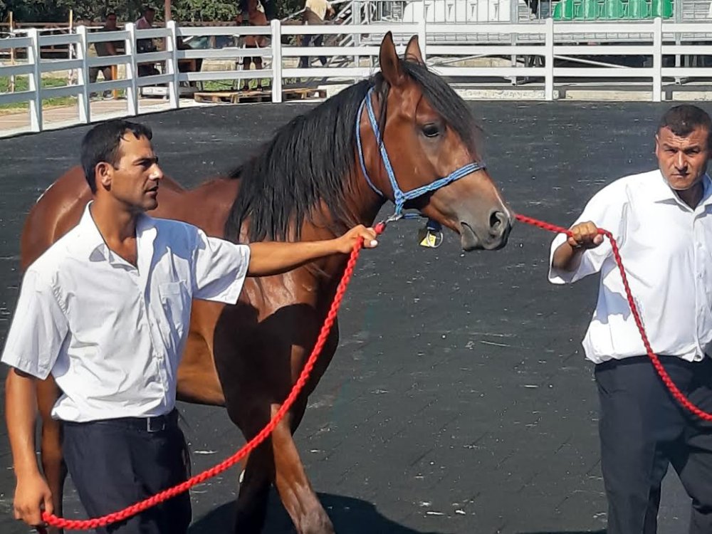 Bu taylar ev fiyatına alıcı buldu