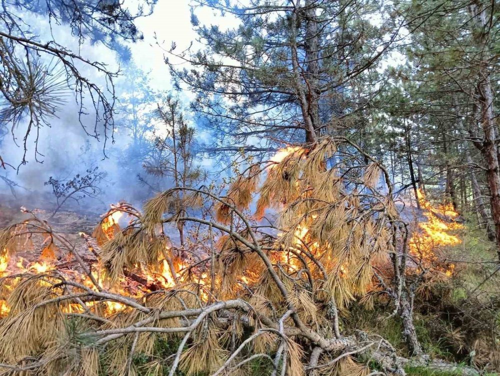 Kastamonu’da çıkan orman yangını büyümeden söndürüldü