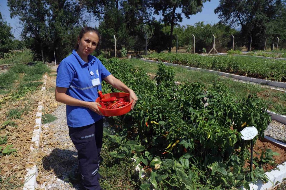 Türkiye’nin 81 iline ücretsiz yerel tohum dağıtılacak