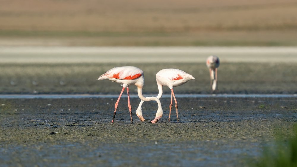 Tuz Gölü, 5 bin yavru flamingoya ev sahipliği yapıyor