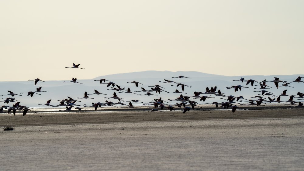 Tuz Gölü, 5 bin yavru flamingoya ev sahipliği yapıyor