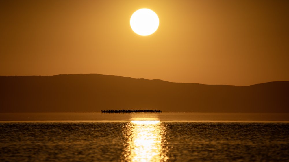 Tuz Gölü, 5 bin yavru flamingoya ev sahipliği yapıyor