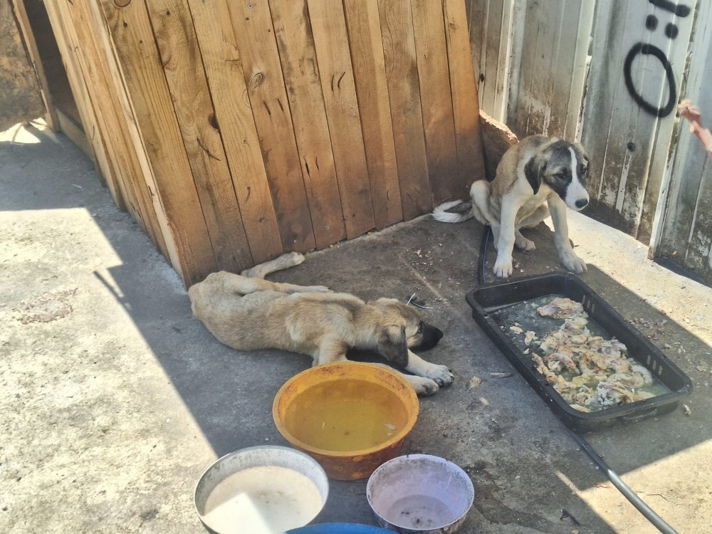 Ankara'da 5 köpek ölü bulundu