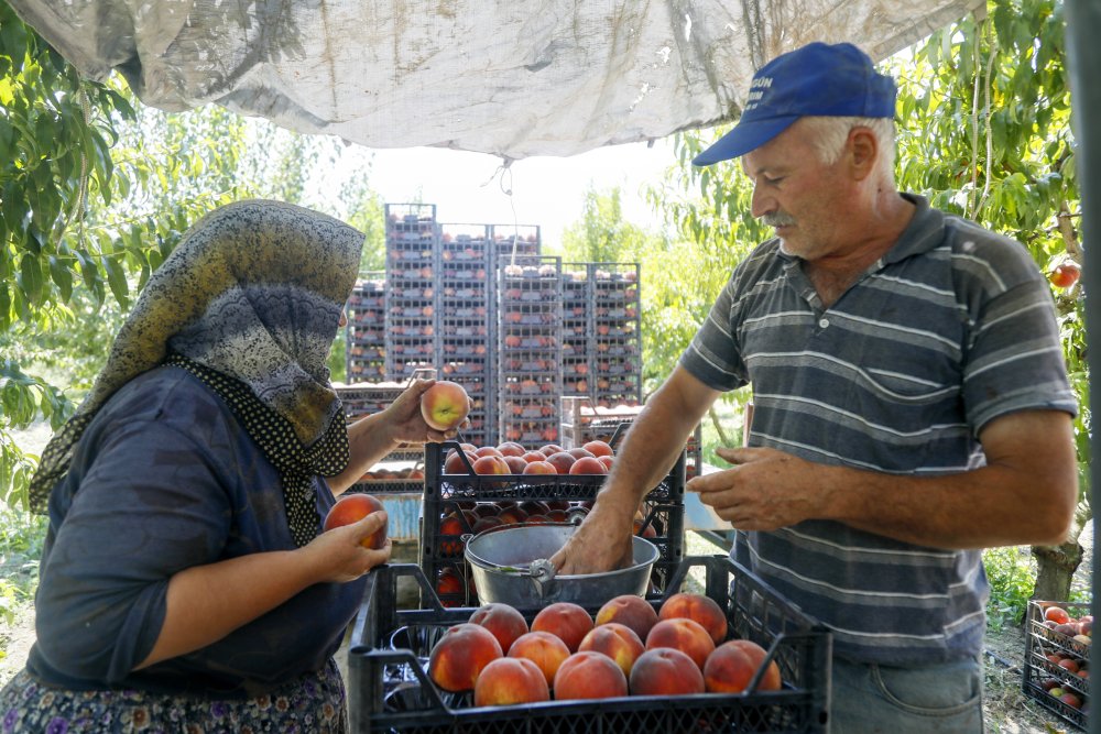 Antalya'da üreticiye 'bilinmeyen' şok! Tonlarca ihracatlık meyve dalında çürüdü!