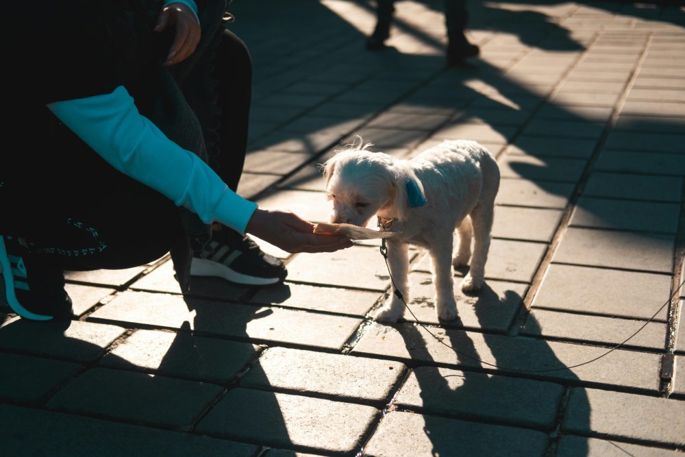 'Köpek besleme' tartışmasında komşu esnafı öldüren sanığa müebbet talebi