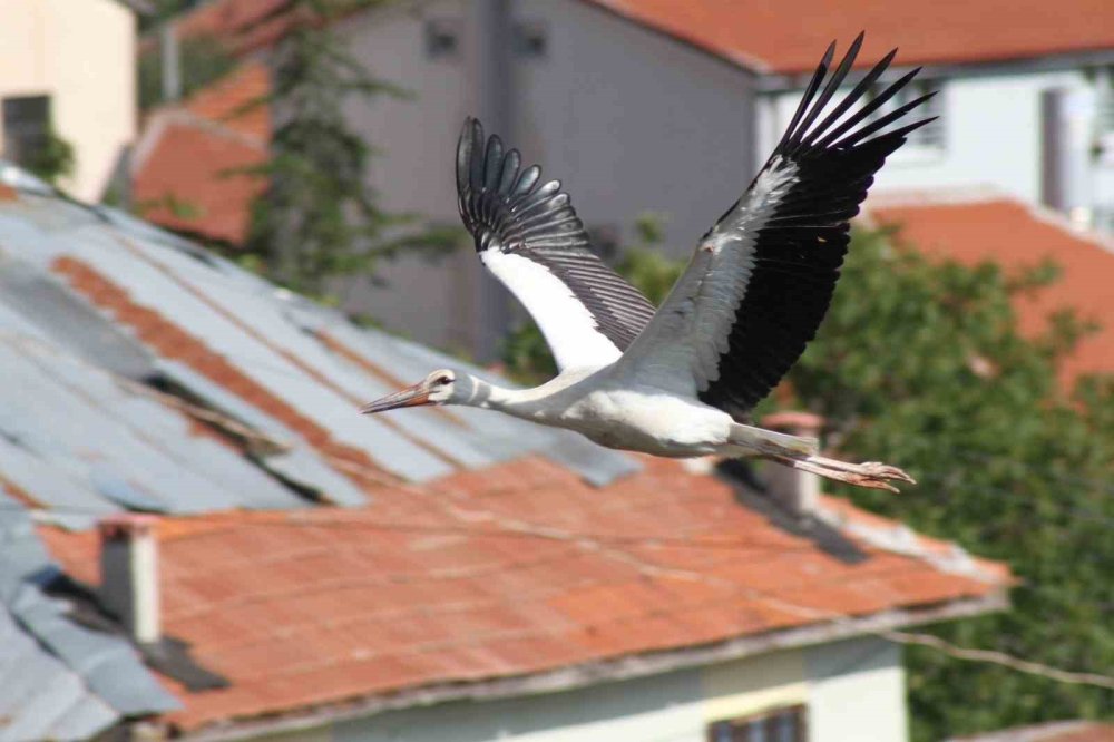 Konya'nın Leylekler Vadisi’nde “lak lak” sesleri sustu