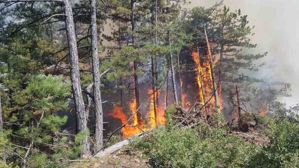 Karabük’teki orman yangını rüzgarın etkisiyle yayılıyor