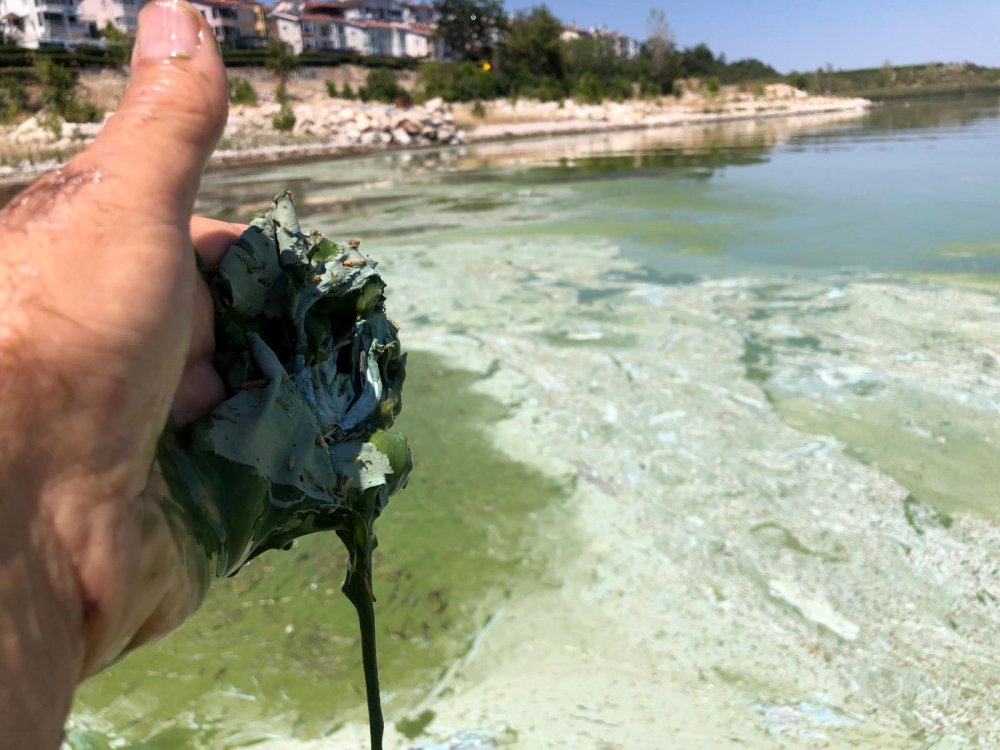 Eğirdir Gölü'nde müsilaj da başladı