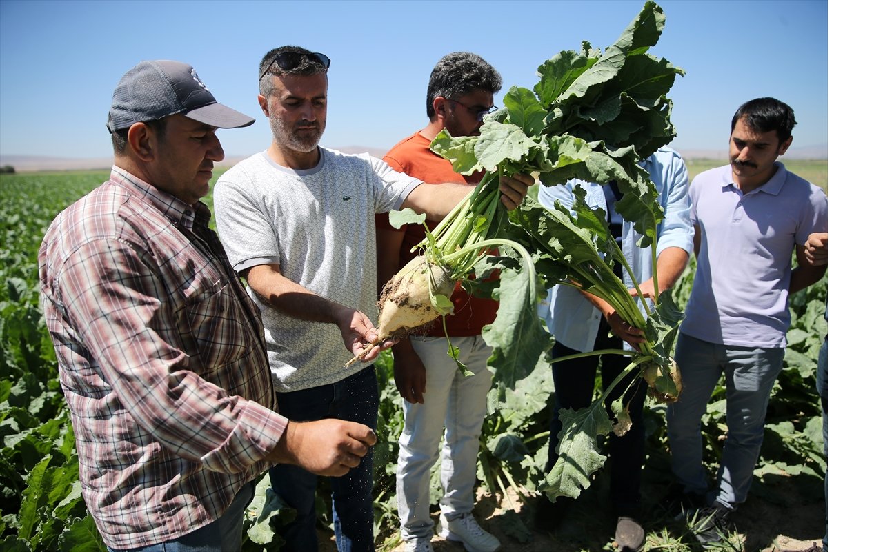 iklim-degisikligi-ve-kuraklik-seker-pancari-uretimini-olumsuz-etkiliyor-001.jpg