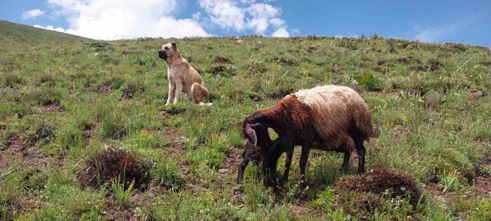 ’Kral’ bu kez sürünün eşeğine sahip çıktı