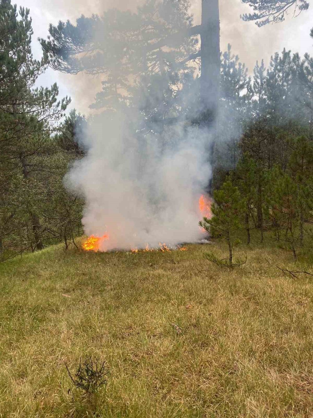 Yıldırımın düştüğü ormanlık alanda yangın çıktı