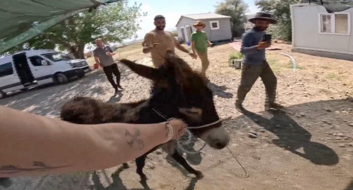 Kazı alanına terk edildi! Arkeolog, sahiplendi