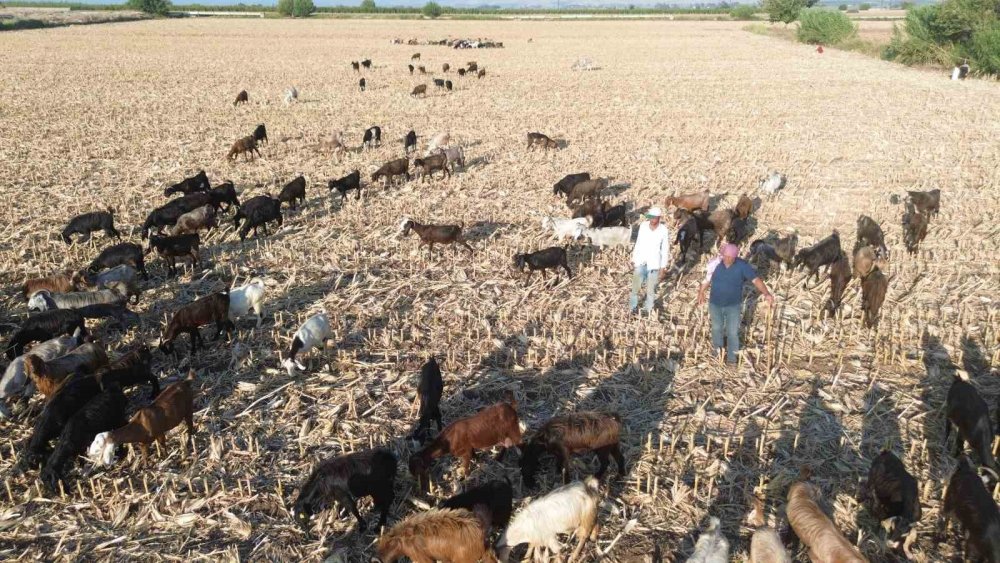 Yüksek maaş talebi çoban bulmayı zorluyor