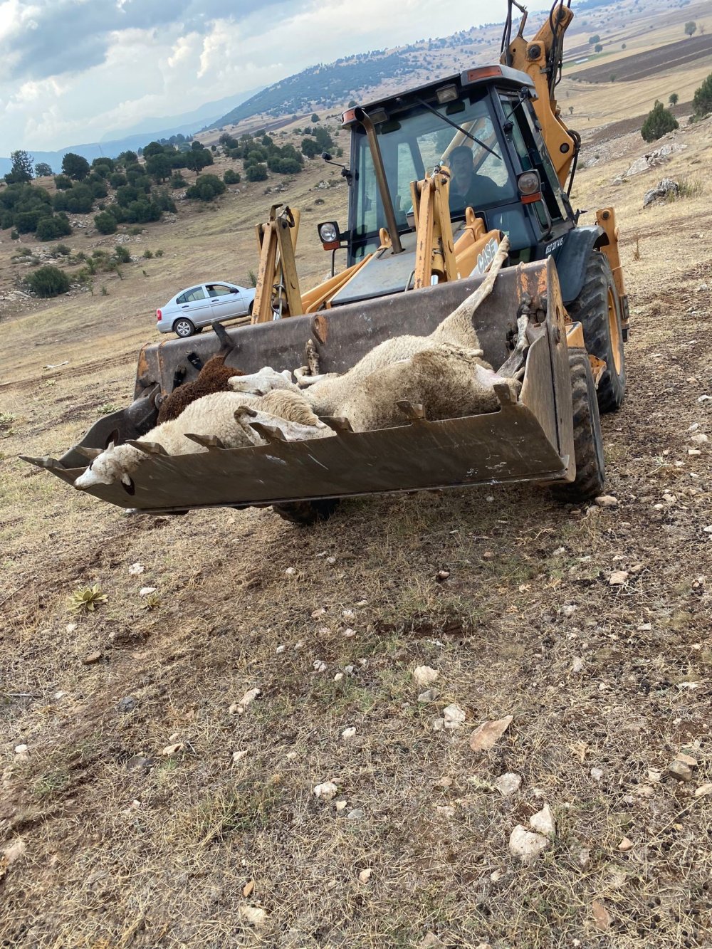 Çınar ağacına yıldırım düştü, altında bulunan 30 küçükbaş öldü