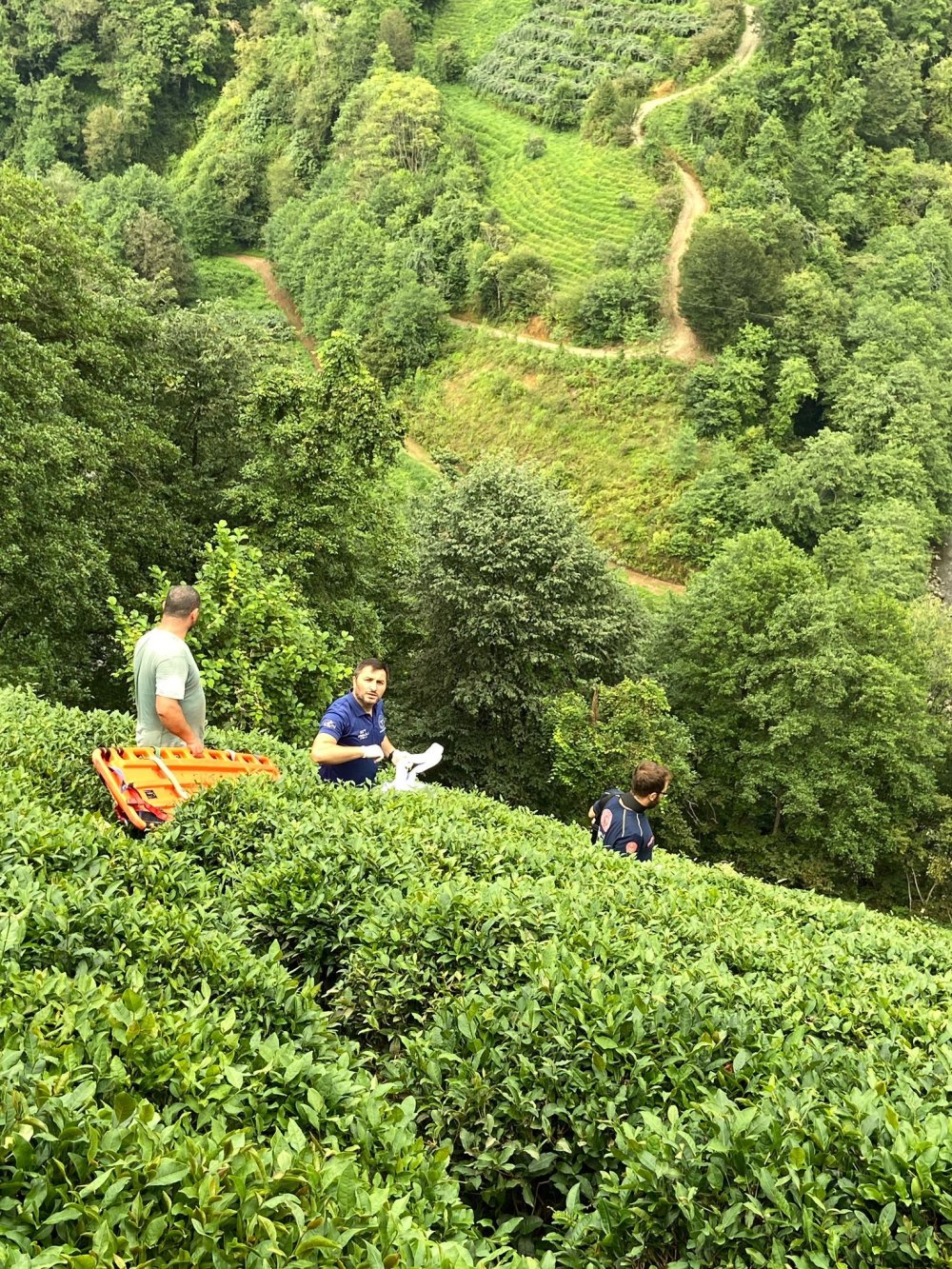 Çay toplarken uçuruma yuvarlanan kadın yaralandı