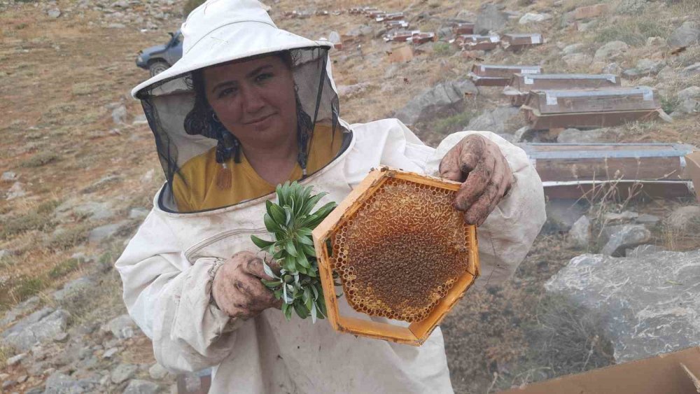 Ayı dadanınca... Konya'da erken hasat!